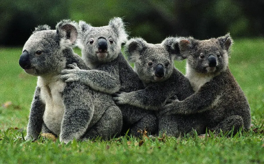 New background and group of 4 cute koalas on the lawn