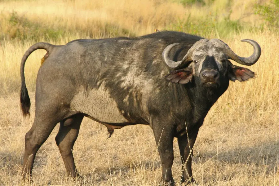 An interesting picture of an American buffalo