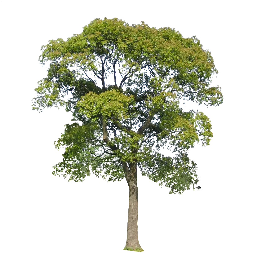 Download a lovely photo of a small lush tree