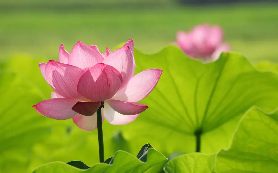 4k wallpaper of pink lotus in the middle of the meadow