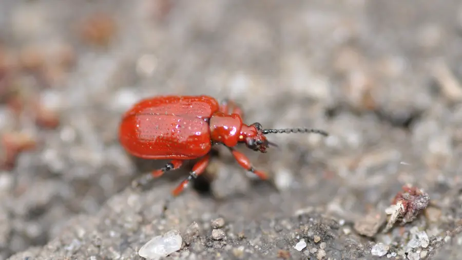 Funny Red Beetle in a Close Angle in HD Quality