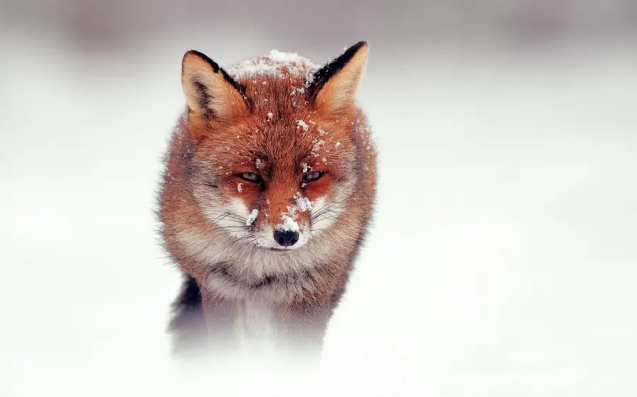 A beautiful background of a tired and snow-covered fox