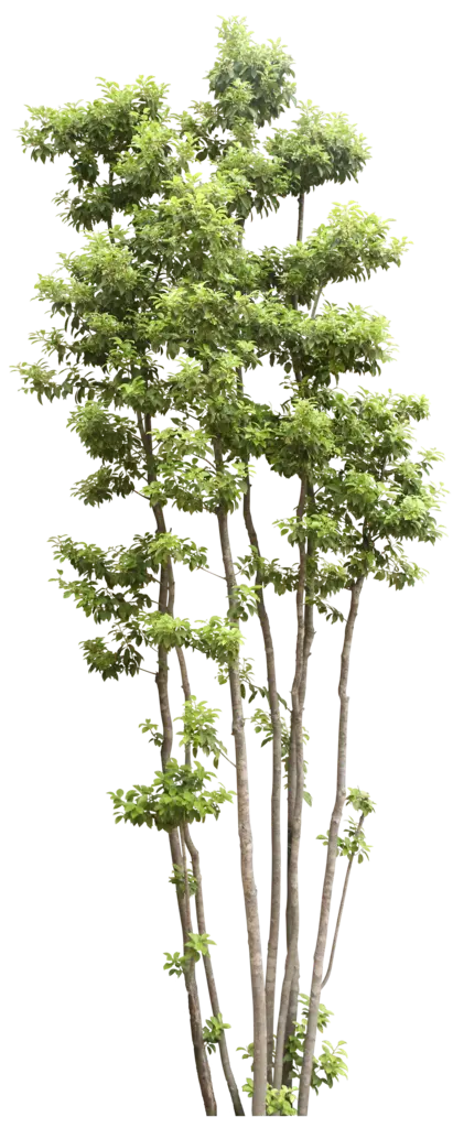 Download Tree Photo with Green Leaves in Free PNG Format
