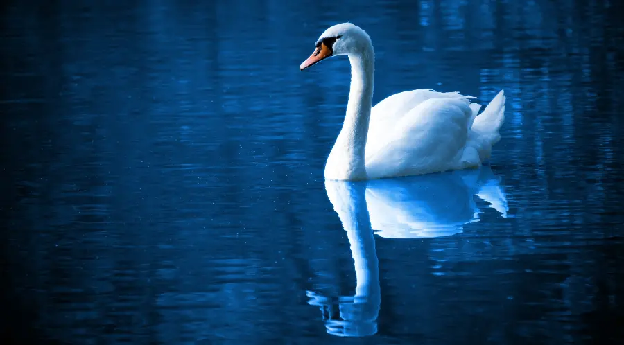 Swan Bird Spectacular Wallpaper in Blue Theme for Windows 10 and 11