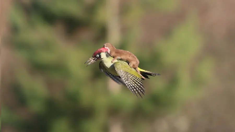 The strangest and most spectacular high-quality image of a bloodthirsty weasel baby riding on the back of a woodpecker, suitable for social networks