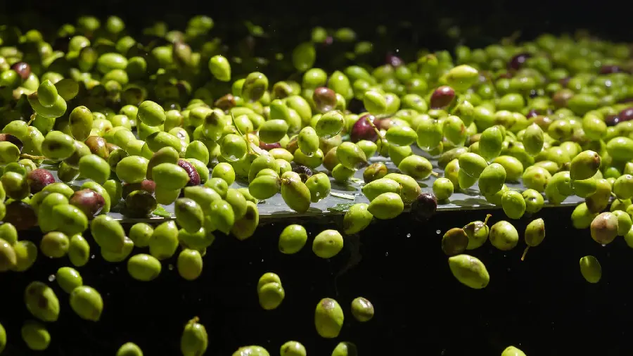 Download image of olives falling down