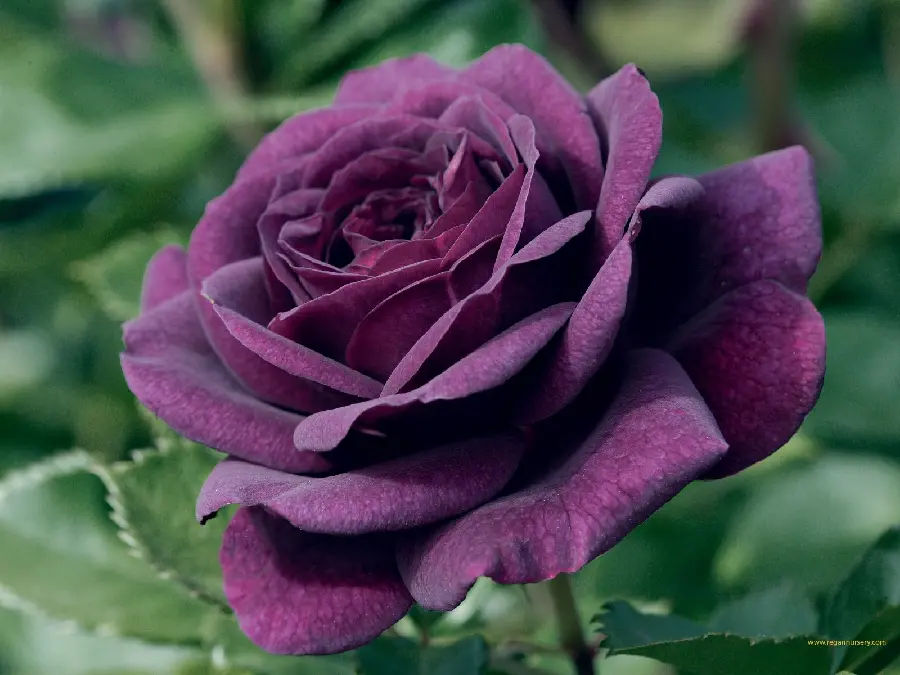 New vector of dusty purple rose petals