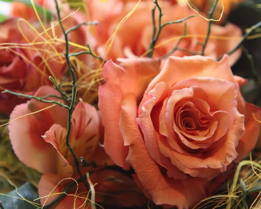 Admirable background of beautiful peach-colored roses