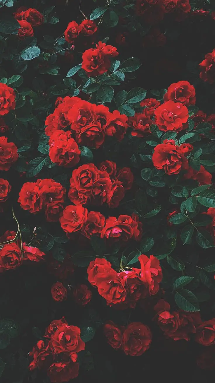 New girly wallpaper of popular red rose for Apple phone
