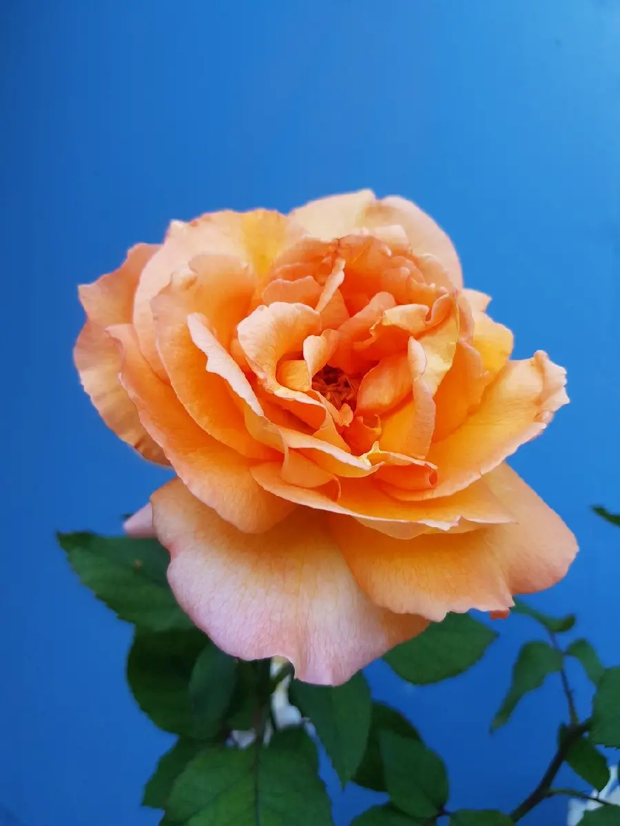 Download the most beautiful peach-colored rose photo with a blue background