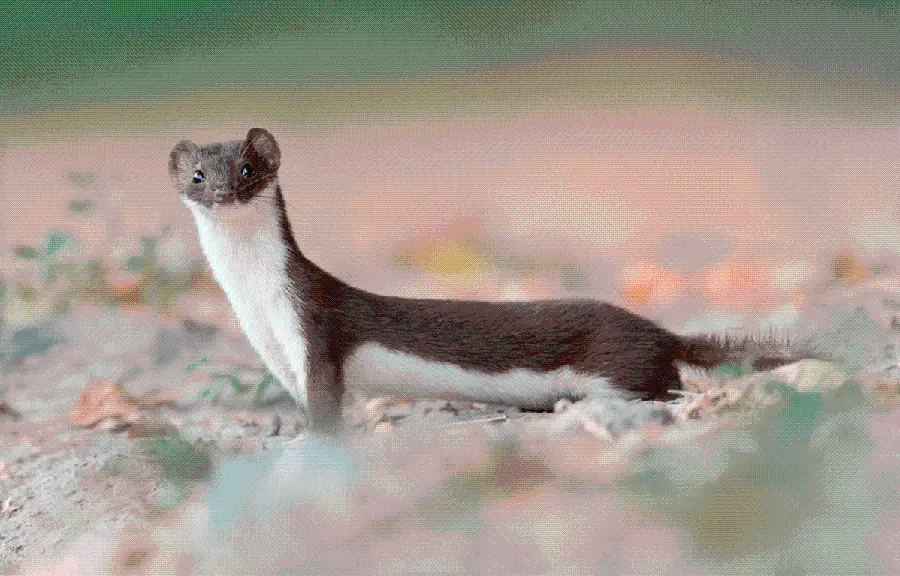 Cute high quality photo of a two-color brown and white weasel for laptop background