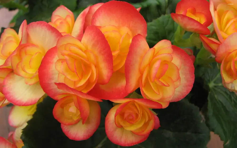 A very beautiful background of peach-colored flowers with a red edge in high quality