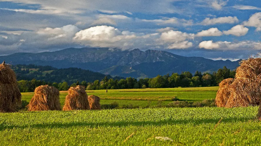 Artistic and new stock photo of lush nature when collecting a high-quality product, special for Windows wallpaper