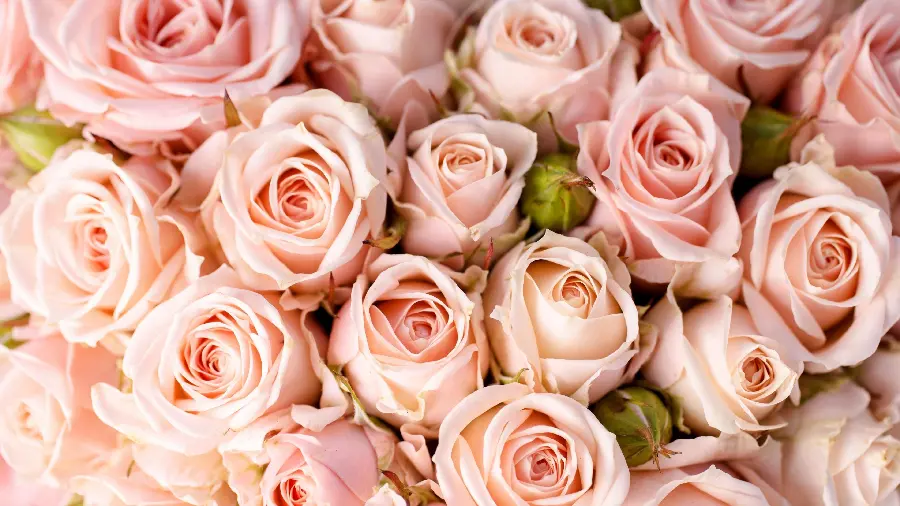 Spectacular wallpaper of unique peach-colored roses 