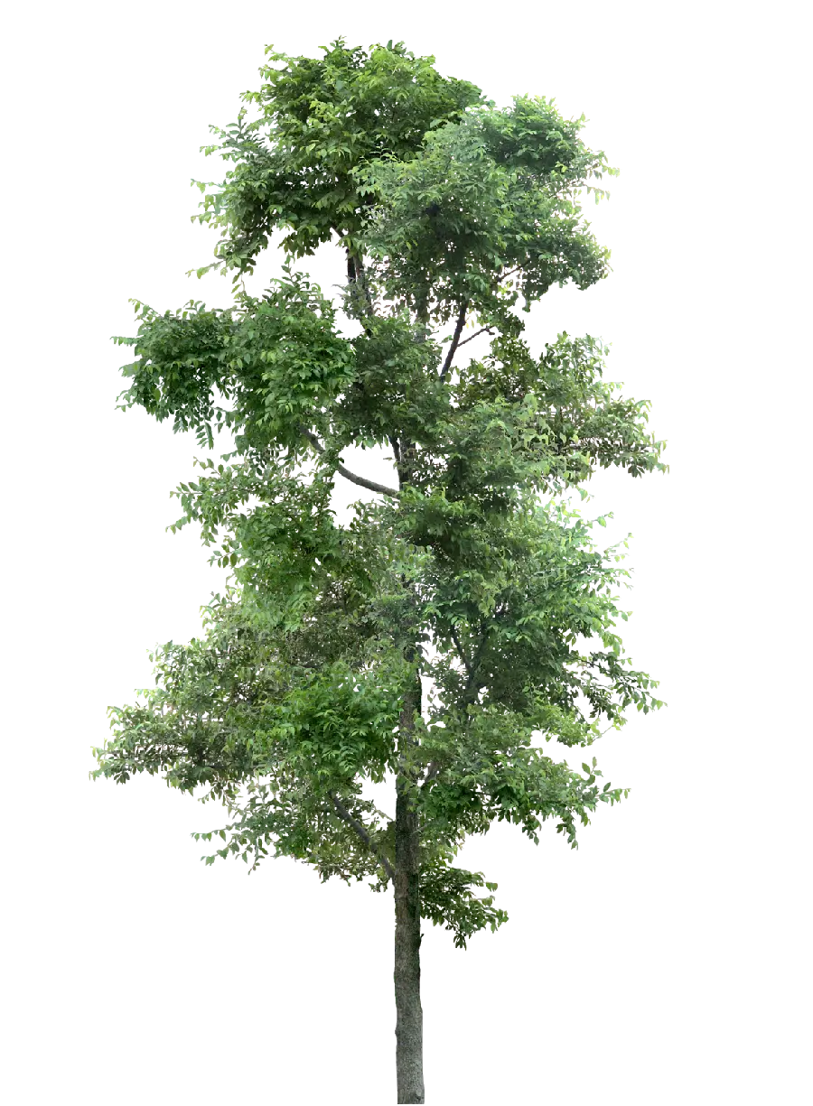 Free download of tree PNG photo for Photoshop