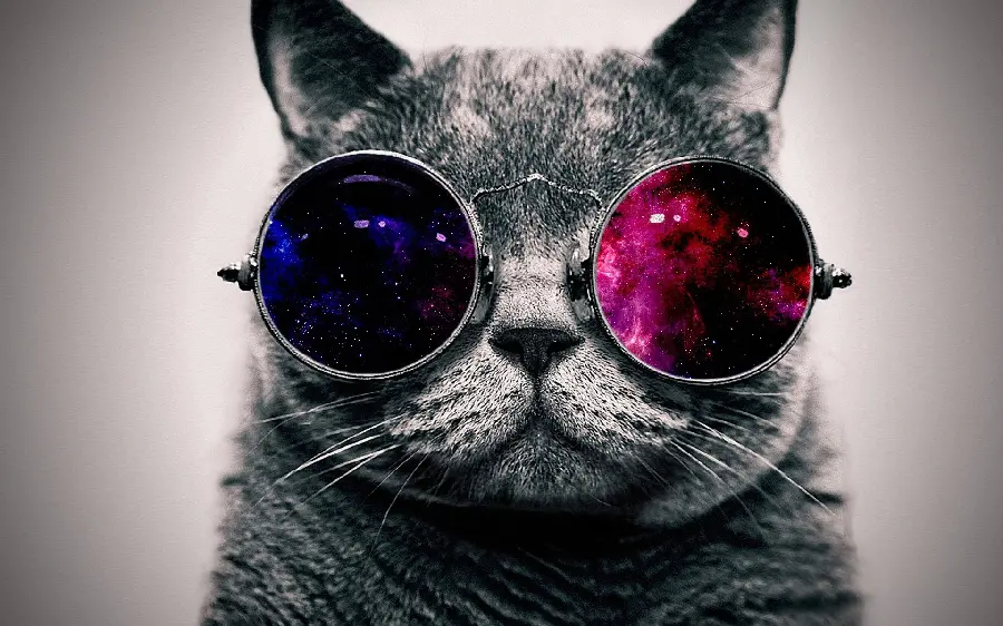 Download cool profile picture of a funny cat with glasses in HD quality 