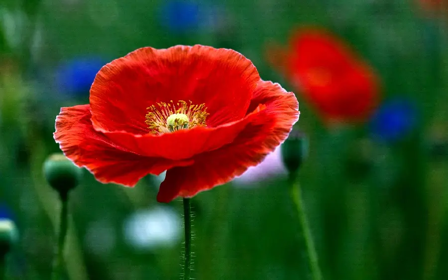 Download very beautiful background of wild red poppies with top quality
