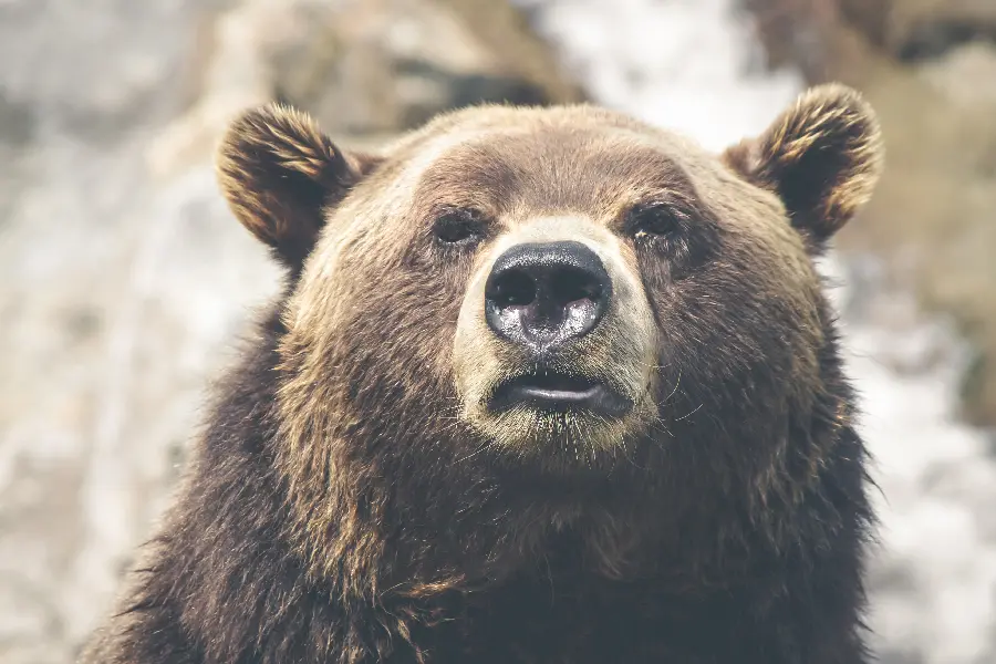 Cute Big Brown Bear Wallpaper for Windows 12