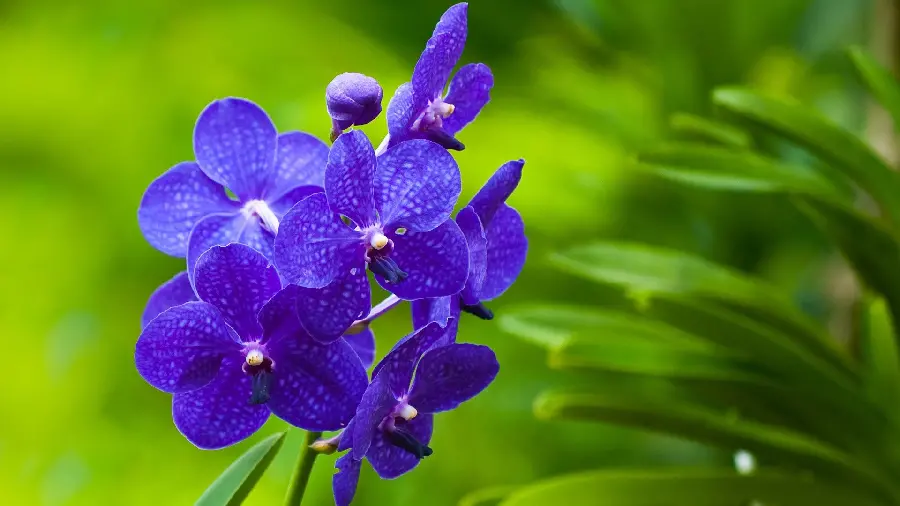 Magnificent purple flower wallpaper for iPhone and Android 