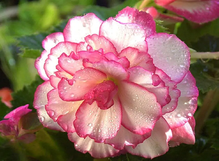 Profile photo of pink begonia covered in morning dew