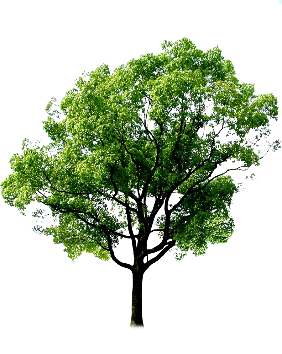 Beautiful Tree Vector in Full HD Quality for PowerPoint