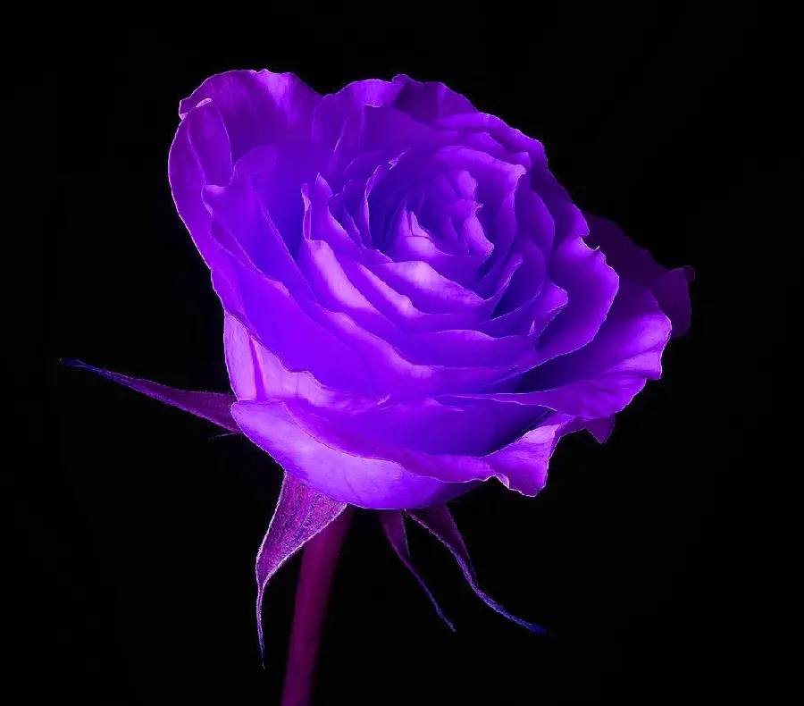 Fantasy image of purple rose branch petals