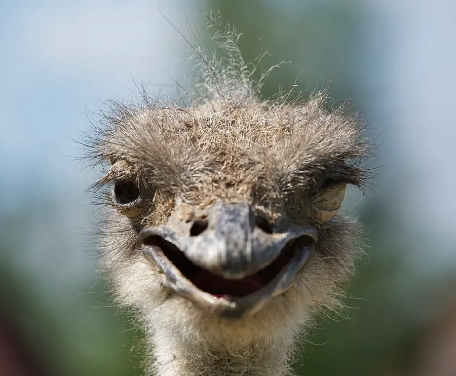 Smiling and fluffy ostrich background suitable for laptop