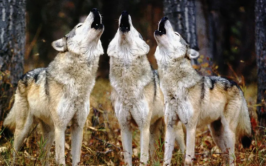 The best background image of a pack of wolves howling for your desktop