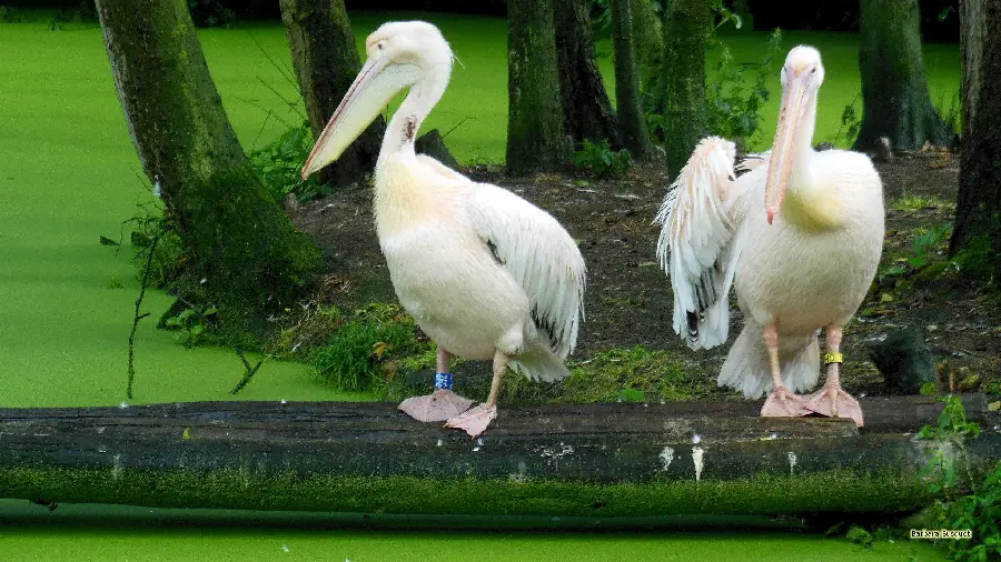 A romantic background of two white pelicans in a protected lush forest