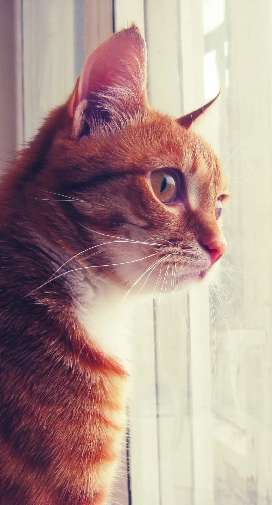Interesting poster of a cat's reaction to sounds outside the window