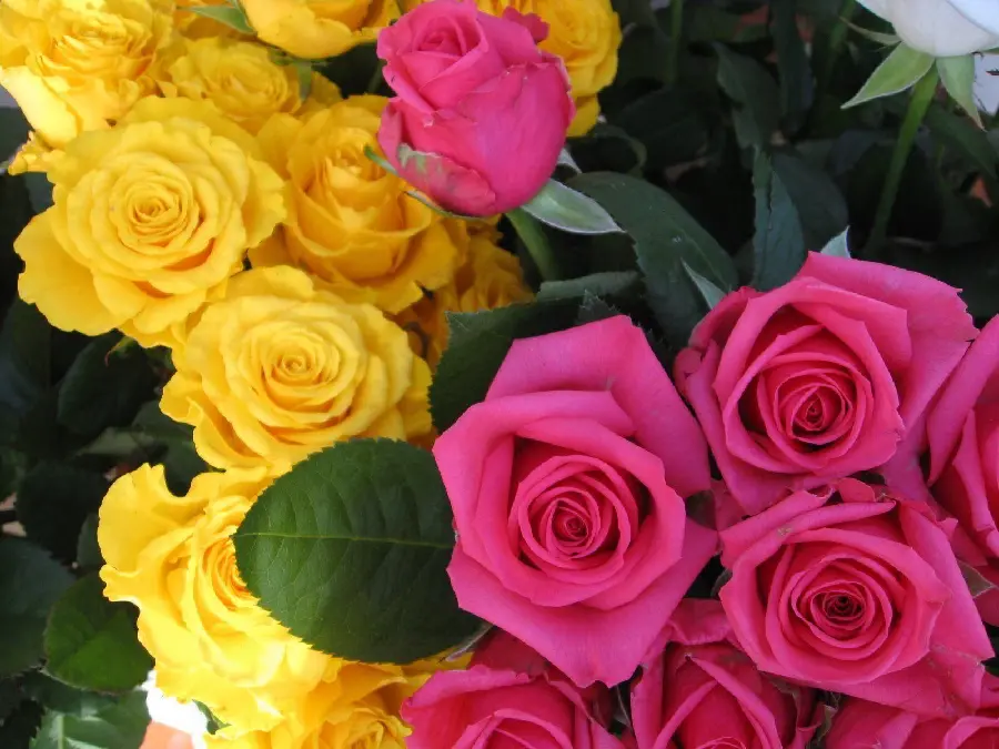 Unique Profile Picture of Beautiful Yellow and Pink Roses