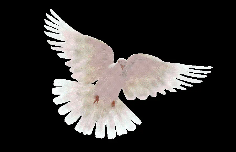 Special, fantasy and black image of a white dove with spread wings