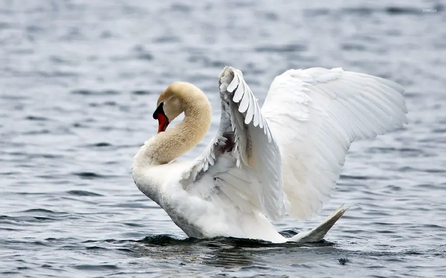 Beautiful image of a spectacular strong swimming on the raging waves of the sea 