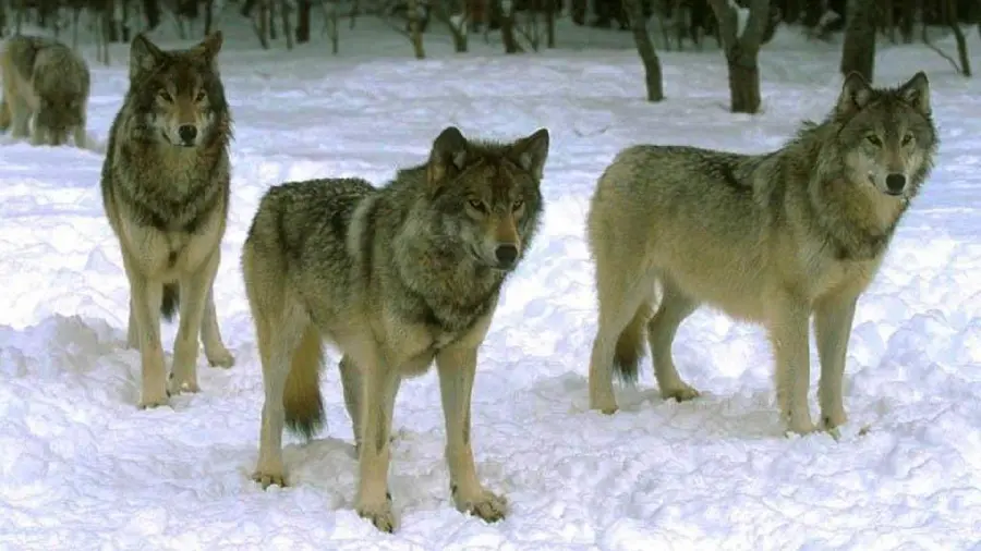 Exciting and scary wallpaper of a pack of wolves in the snow in 8K quality 