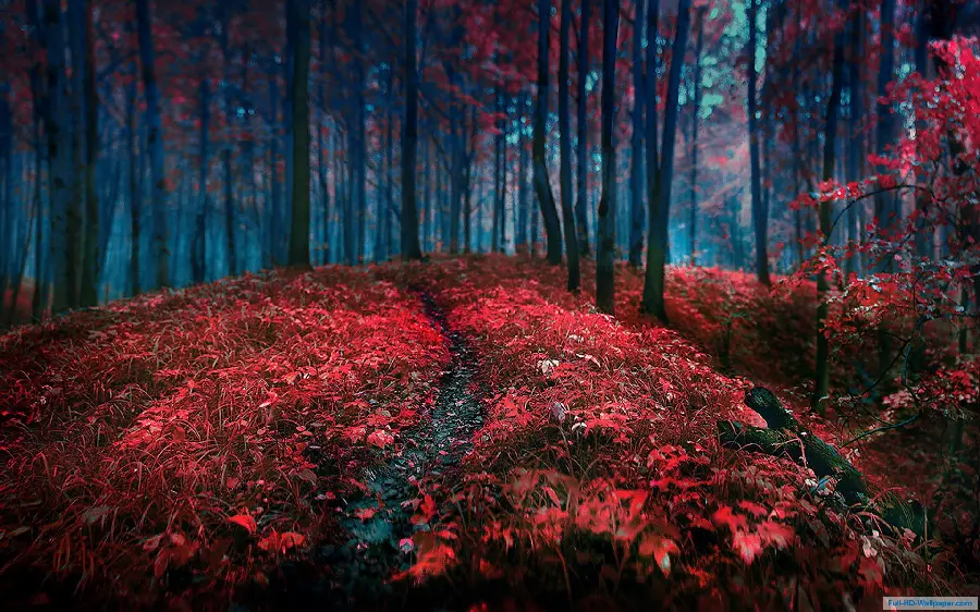 Free download of wallpaper of red and amazing nature