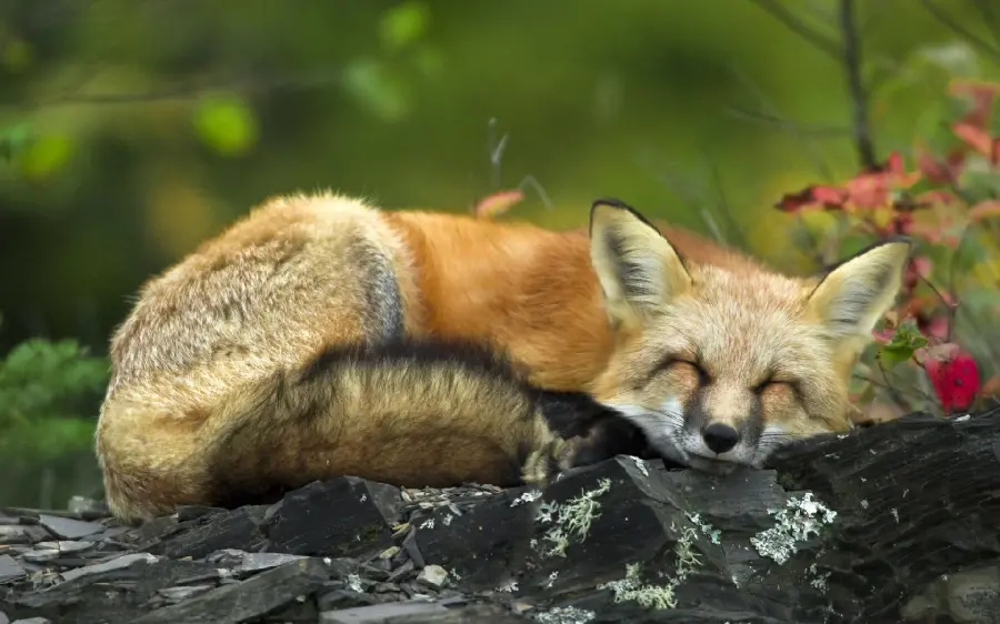 Download soothing background of a sleeping fox on a black stone