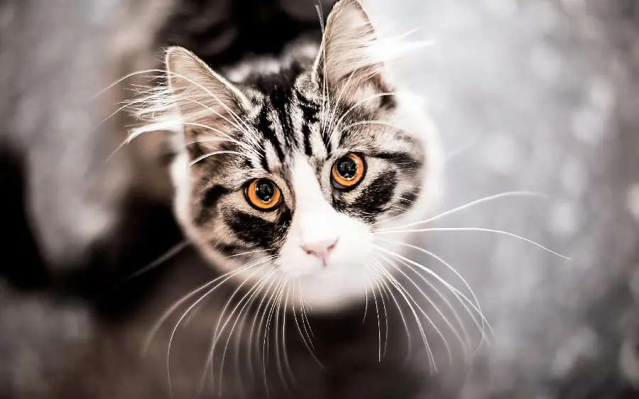 Wallpaper Innocent and beautiful cat for computer in HD quality 