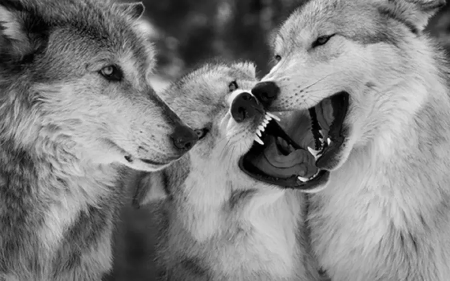 Download raw photo of white and wild wolves for making photo captions