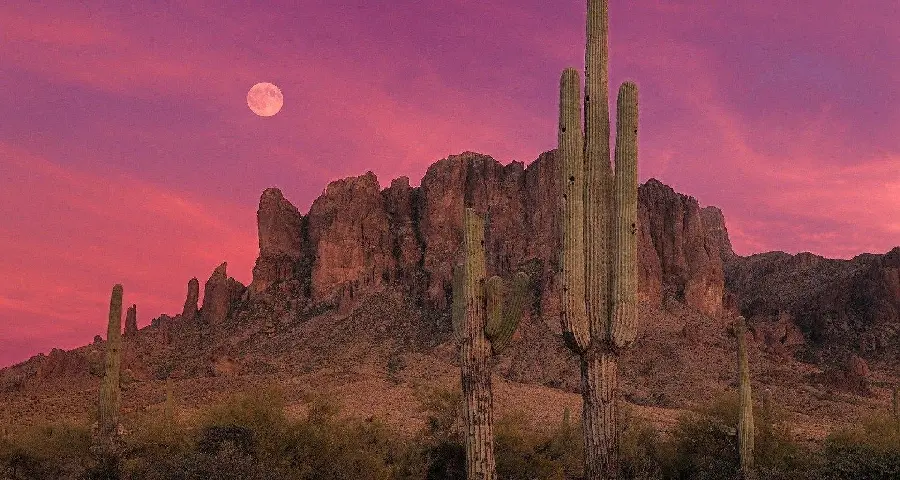 Download background of giant cacti next to tall rocks in the Arizona desert