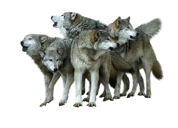 A terrifying image of a united pack of wolves in rare PNG format