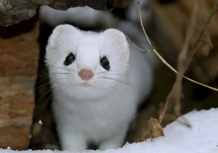 An innocent image of a little white weasel in His hideout
