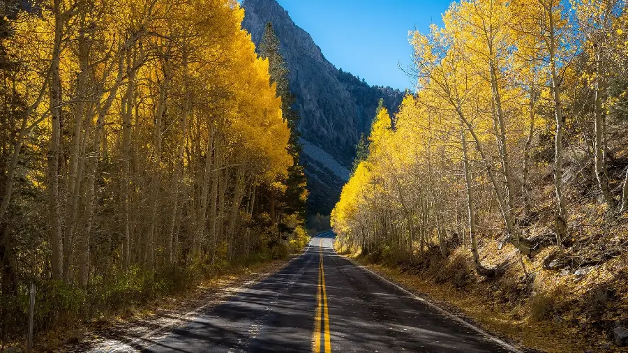 The most viewed image of pristine nature on the side of the autumn road 4K