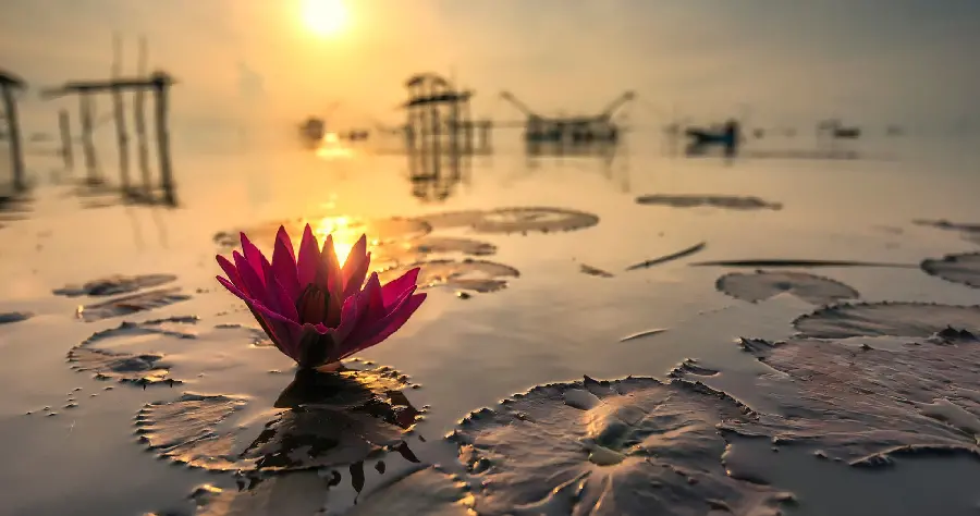 Water lily budding near sunset