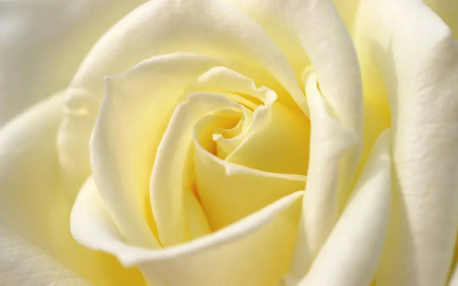 Top Quality Background of Large Roses with White and Yellow Color Combination Suitable for Profile