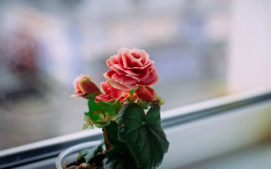 Download image of a small flowering begonia next to a window glass