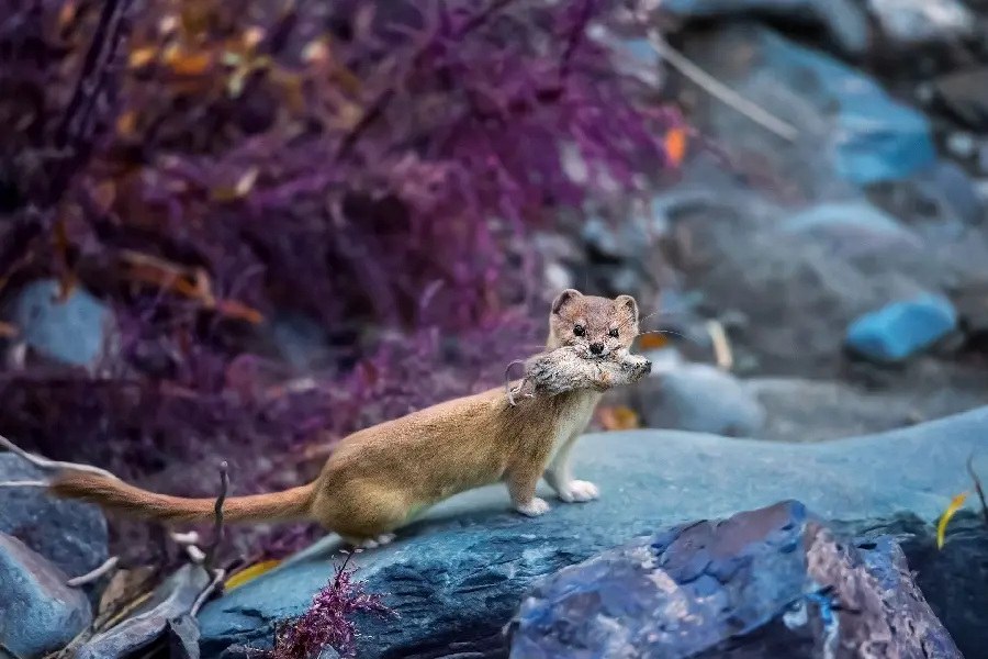 Download an exceptional and magnificent wallpaper of a bloodthirsty weasel with prey in its teeth on bright blue rocks