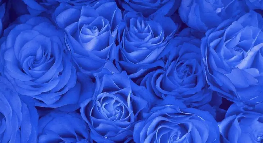 The most beautiful image of blue roses for desktop