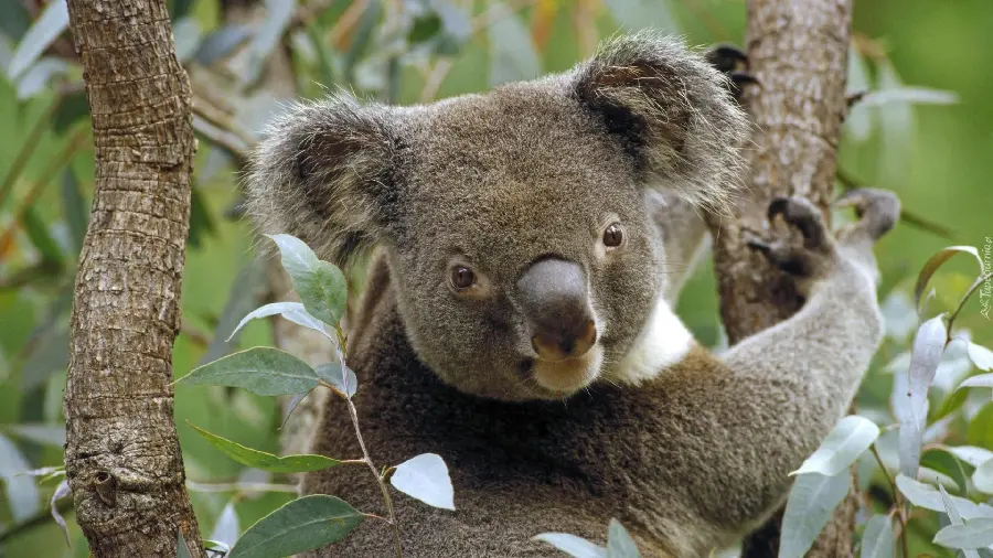 Stacked and weird photo of a koala looking behind