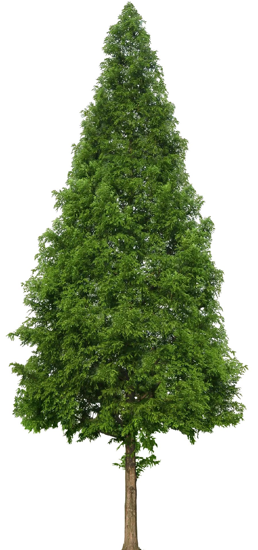 Simple and stylish dreamy PNG teleported photo of a pine tree