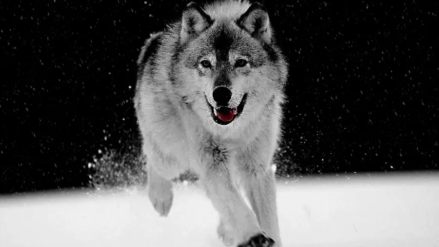 Attractive and scary profile picture of a white and predatory wolf for Telegram 
